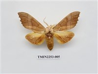 藏品(黃二星舟蛾)的圖片